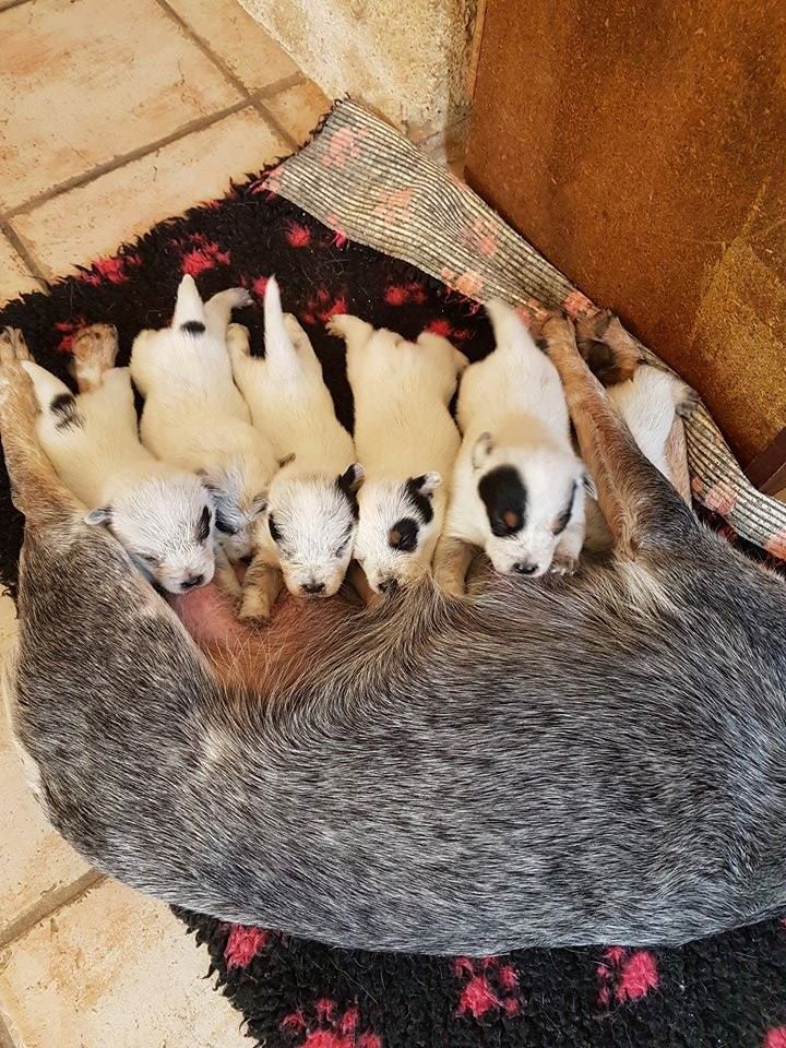 Chiot Bouvier australien Ingrid Lesprit